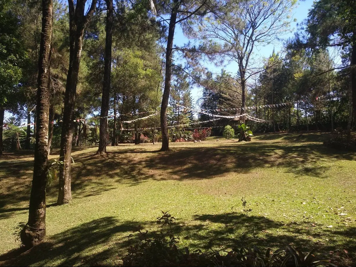 The great lawn under the pines