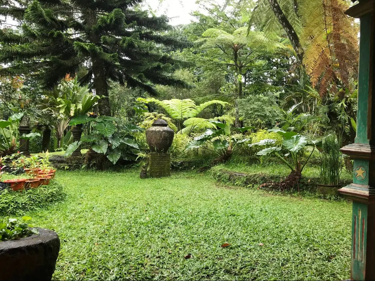 The great lawn under the tree ferns
