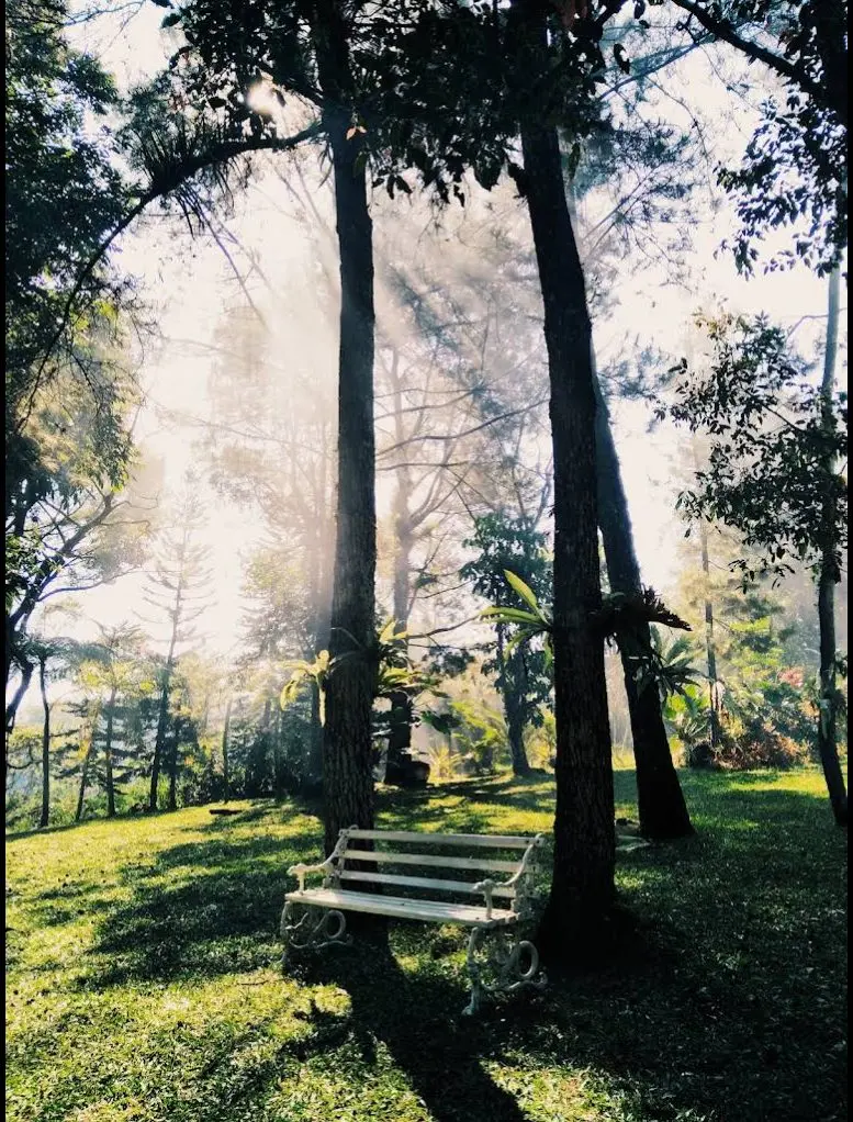 First light through the mist